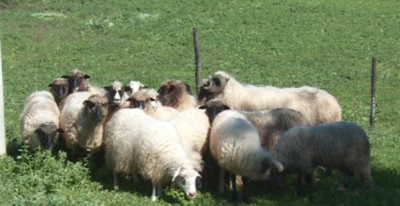 Hiljade zaraženih ovaca u Srpskoj