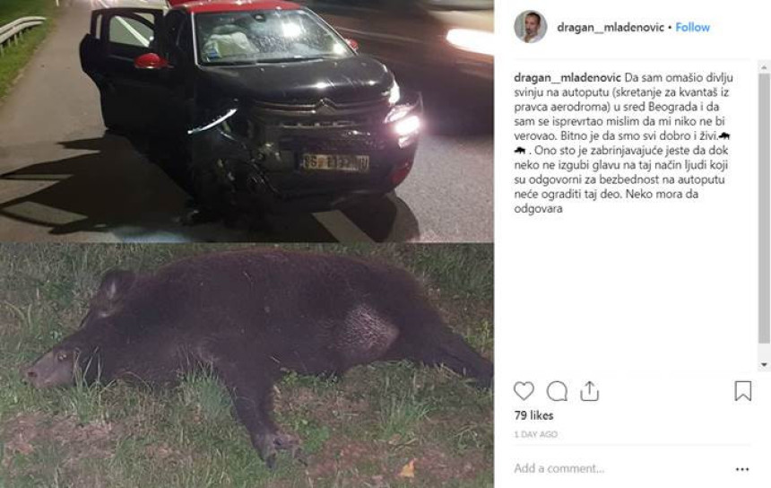 Mladenović u Beogradu udario divlju svinju!
