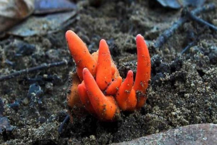 У Аустралији откривена отровна печурка која смањује мозак!