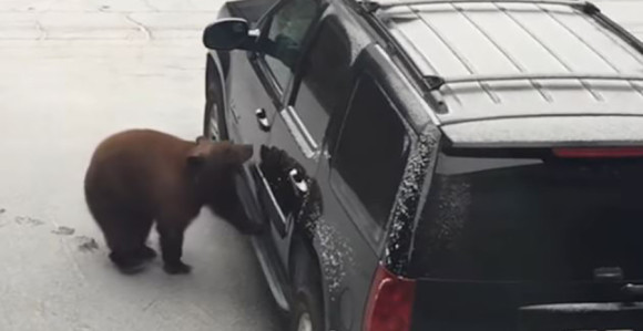 Медвјед отворио врата и ушао у паркиран ауто