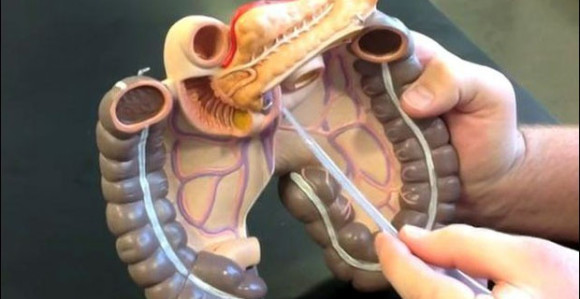 Naučnici otkrili novi ljudski organ