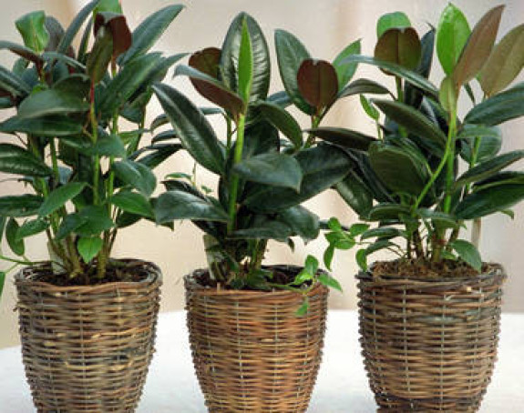 Моћне биљке којима је потребно само шест сати да пречисте ваздух у соби