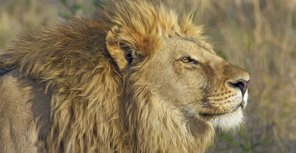 Lav usmrtio muškarca