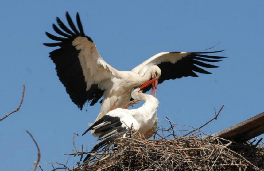 Klepetan se ipak vratio Malenoj