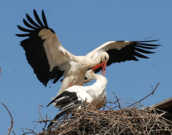 Klepetan se ipak vratio Malenoj