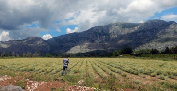 Херцеговце ухватила велика смиљоманија