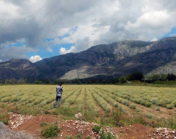 Hercegovce uhvatila velika smiljomanija