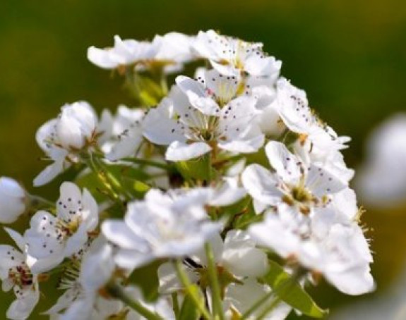 Mraz nanio 50 miliona KM štete voćnjacima
