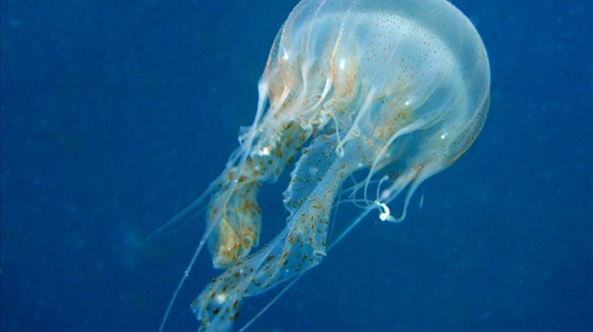 Šta raditi kada vas opeče meduza?