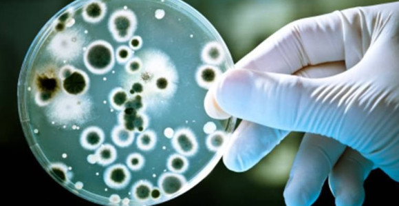 Bakterije se uništavaju same