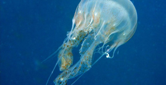 Šta raditi kada vas opeče meduza?