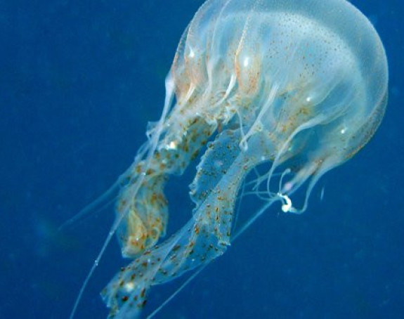 Šta raditi kada vas opeče meduza?