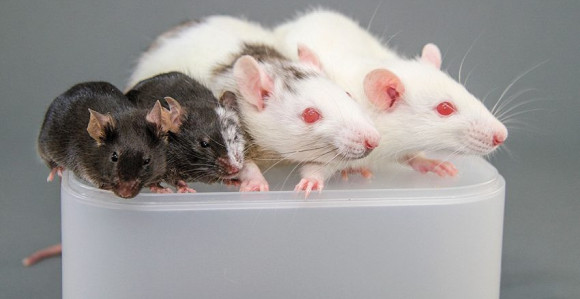 Amerika daje dozvolu za "igranje Boga"