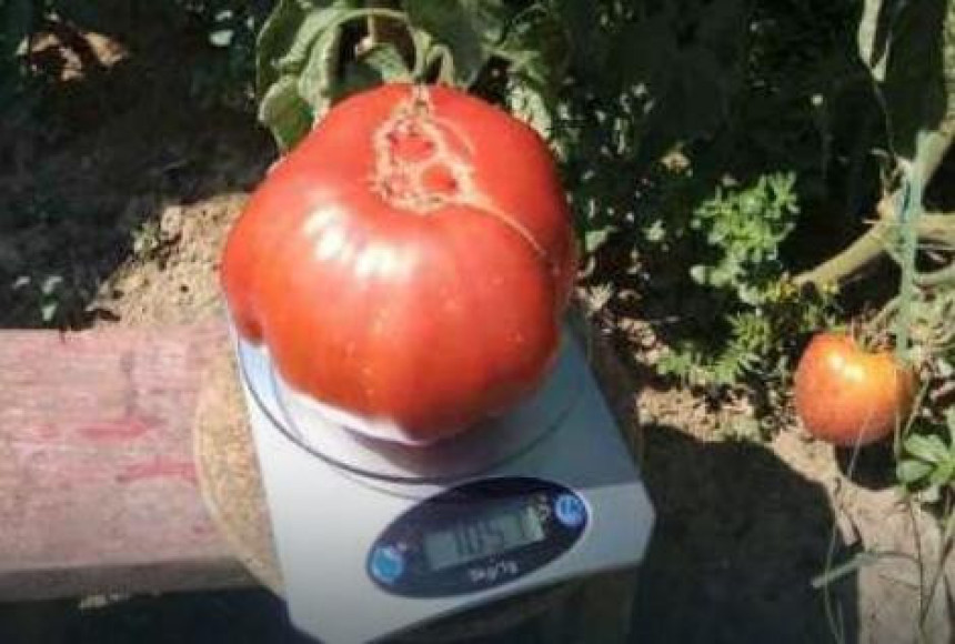 Prnjavor: 1,057 kg u paradajzu