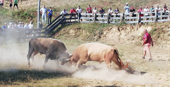 Incident na koridi: Oborio vlasnika