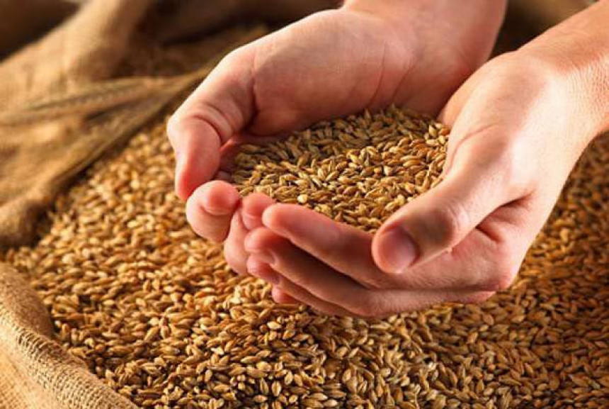 Pšenica popravlja lošu sliku srpske privrede