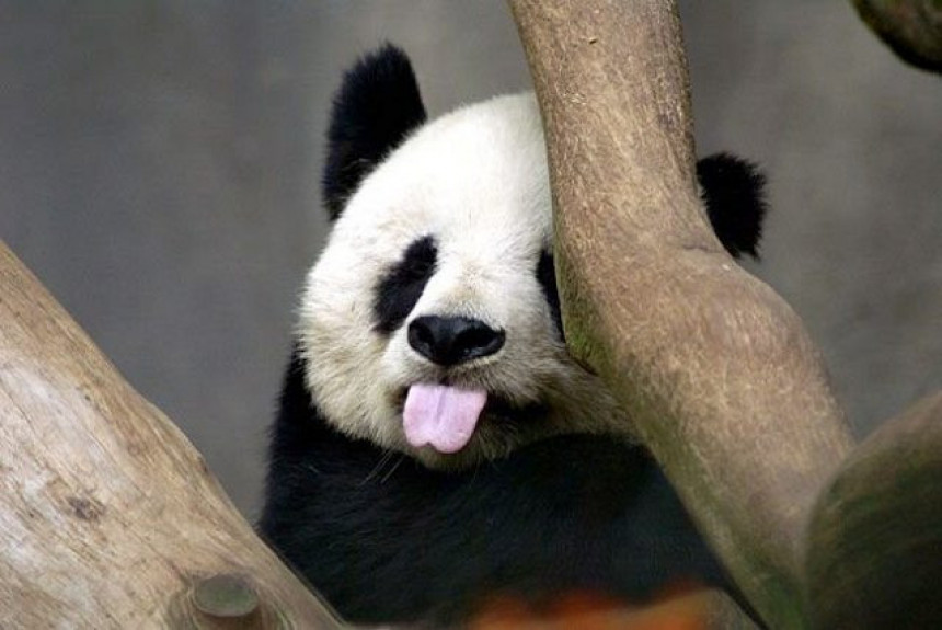 Џиновска панда више није угрожена врста