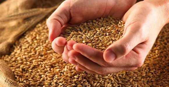 Пшеница поправља лошу слику српске привреде