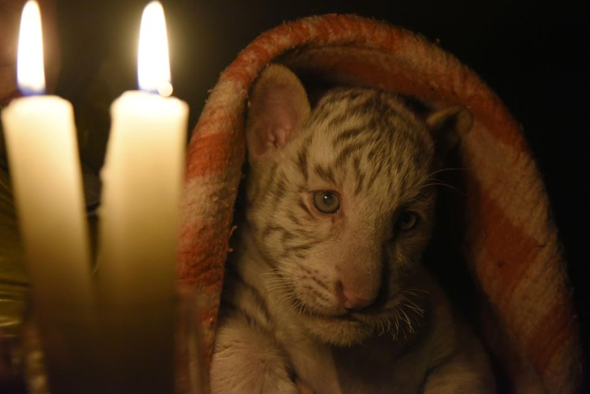 Bengalski tigrić uginuo od zime u zoo vrtu