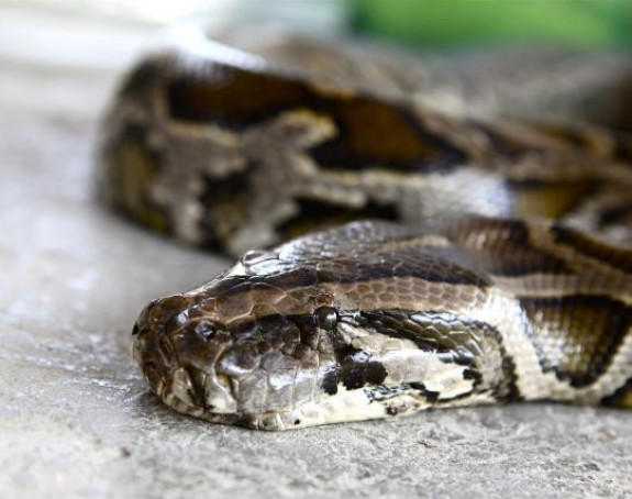 Ulovili zmiju koja je pojela tri jelena