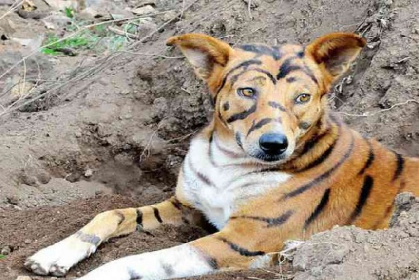 Фармер обојио пса у тигра да му сачува усеве!