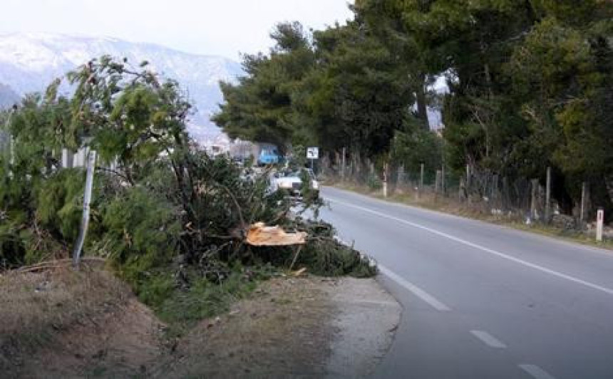 Bura u Mostaru: Vjetar čupao stabla