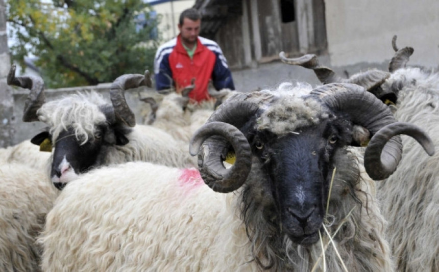 Rampa farmerima iz BiH zbog plavog jezika