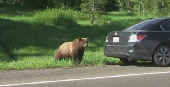 Medvjed zamalo izazvao sudar