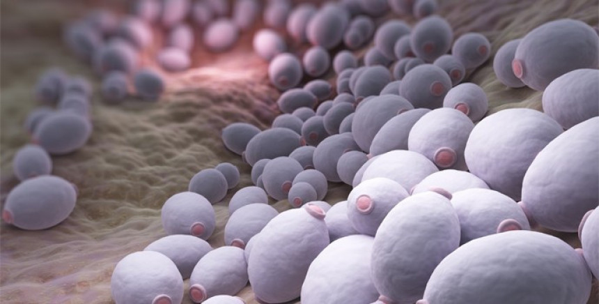 Gljivične infekcije sve veća prijetnja ljudskom zdravlju