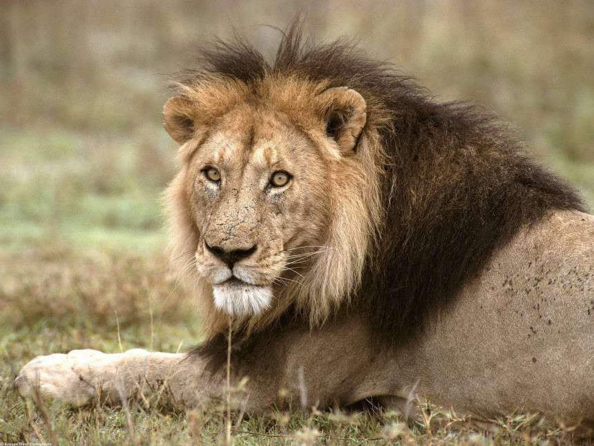 Životinjama crtaju oči na zadnjici da bi prevarili lavove