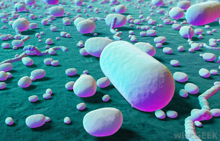 Откривена нова врста супербактерије