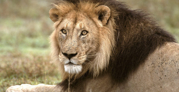 Životinjama crtaju oči na zadnjici da bi prevarili lavove