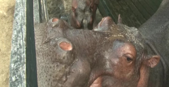 Eskobarovi "kućni ljubimci" prave haos