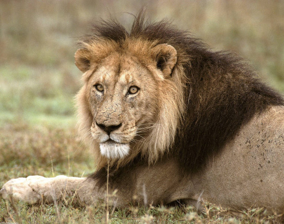 Животињама цртају очи на задњици да би преварили лавове