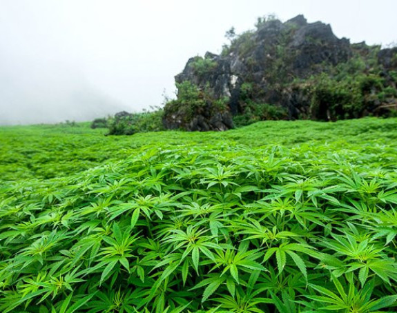 Pozvao policiju jer mu je otac spalio drogu