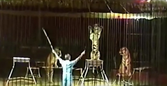 Tigrovi ubili čuvenog trenera