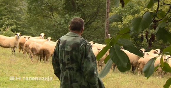 Foča: Pojava bolesti "plavog jezika"
