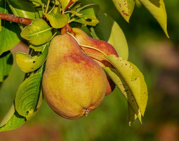 Riznica zdravlja: Kruška - dar od Boga