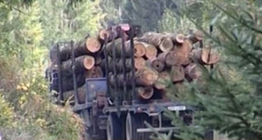 Pretukli šumara pajserima i oštetili kamion