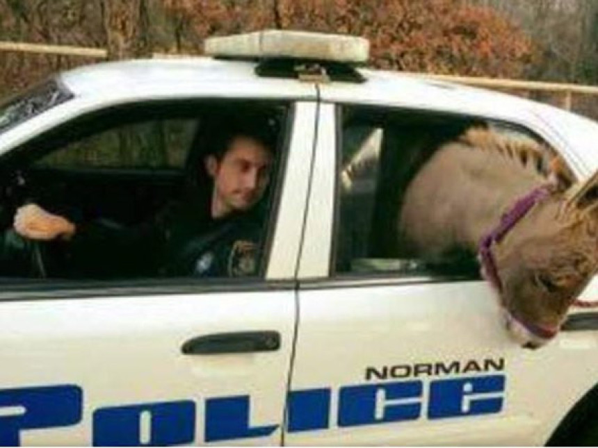 Službenik prevezao magarca u policijskom automobilu 