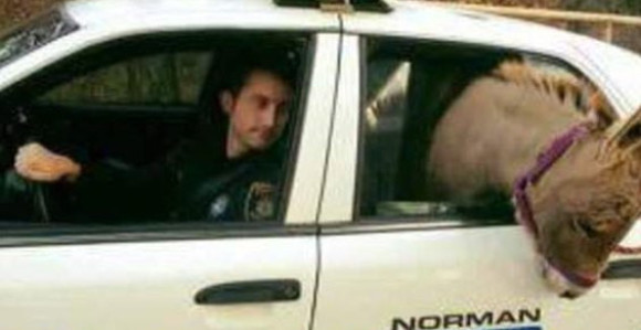 Službenik prevezao magarca u policijskom automobilu