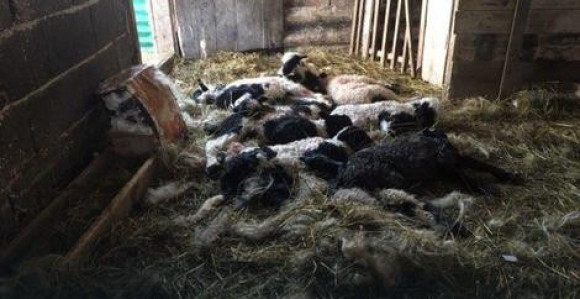 Čopor pasa lutalica zaklao stado ovaca