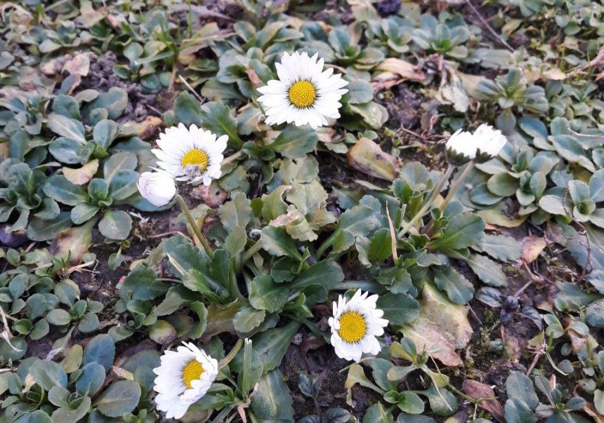 Procvjetale rade u januaru