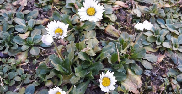 Procvjetale rade u januaru