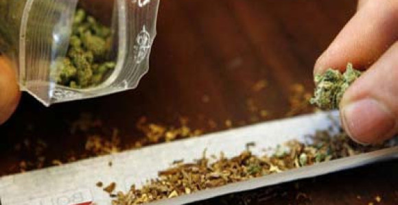 Zaplijenjeno 200 kg kanabisa