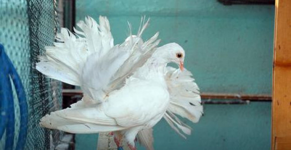 Švercuju duvan, obuću, ptice...