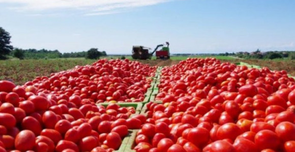 Dan odluke o izvozu voća i povrća