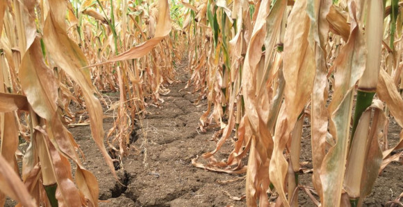 Šteta od suše i do 300 miliona KM