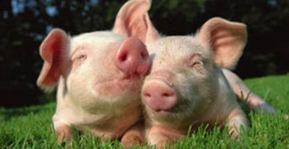 Niske cijene zatvaraju farme?!