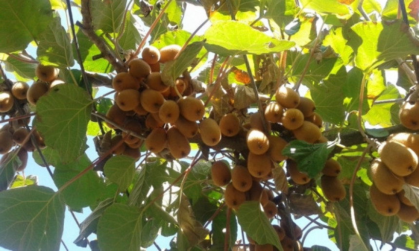 Tropsko voće raste u Semberiji